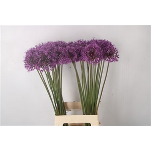 Allium Stratos X40