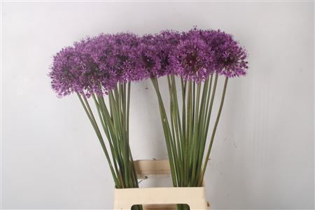 <h4>Allium Stratos X40</h4>