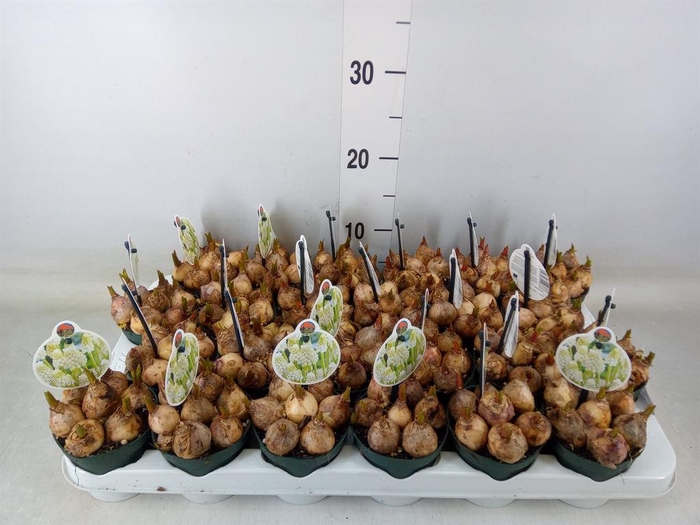 <h4>Muscari ...</h4>