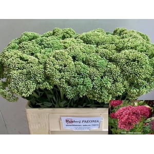 SEDUM SPECTABILE
