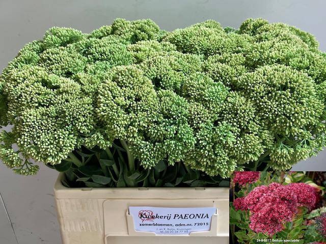 <h4>SEDUM SPECTABILE</h4>