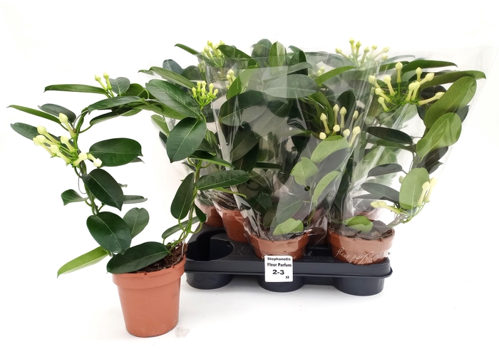 <h4>STEPH FL OV</h4>