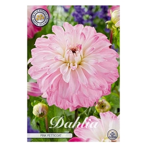 Dahlia Pink Petticoat x1 l