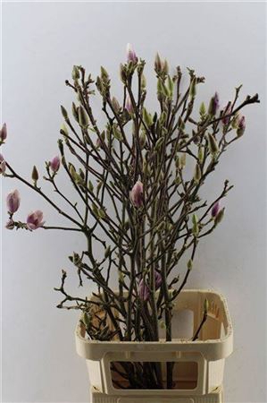 <h4>Magnolia Grandiflora</h4>