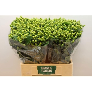 HYP MAG GREEN POWER