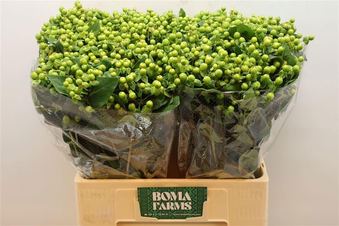 <h4>HYP MAG GREEN POWER</h4>
