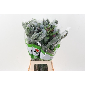 Alstr Velvet Queen Fu