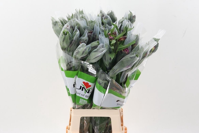 <h4>Alstr Velvet Queen Fu</h4>