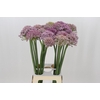 Allium Pink Jewel