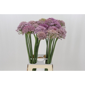 Allium Pink Jewel