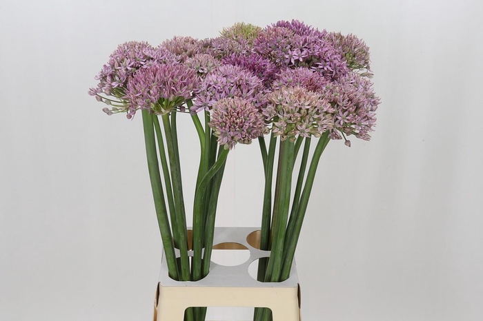 <h4>Allium Pink Jewel</h4>