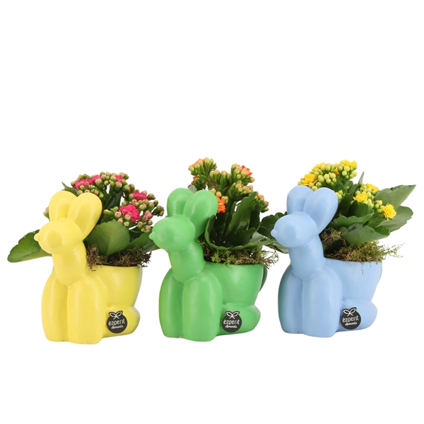 Arrangementen kamerplanten 6%