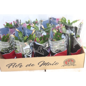 FLOR DE MAIO P11