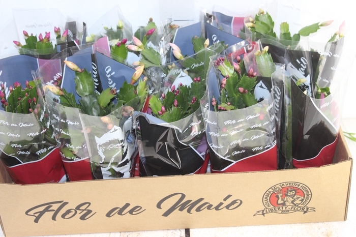 FLOR DE MAIO P11
