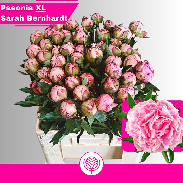 <h4>PAEO L SARA BERNHARD</h4>