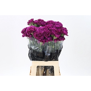 Di St Nobbio Violet