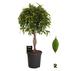 Ficus benja. 'Foliole'