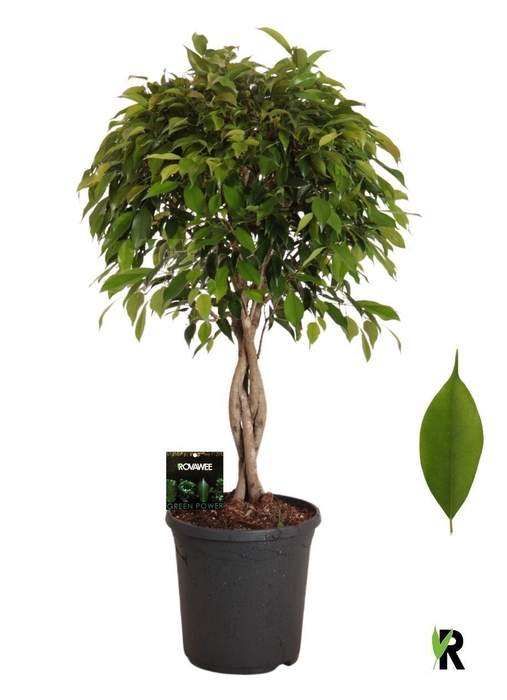 <h4>Ficus benja. 'Foliole'</h4>