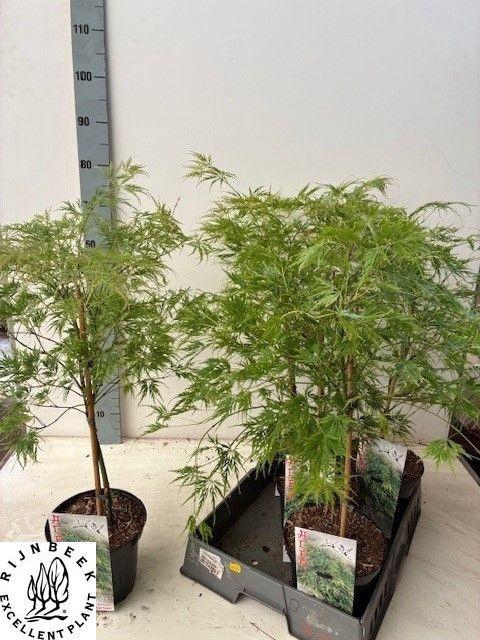 <h4>ACER PALM DISSECTUM</h4>