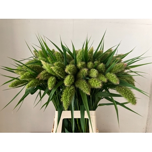 SETARIA ITALICA