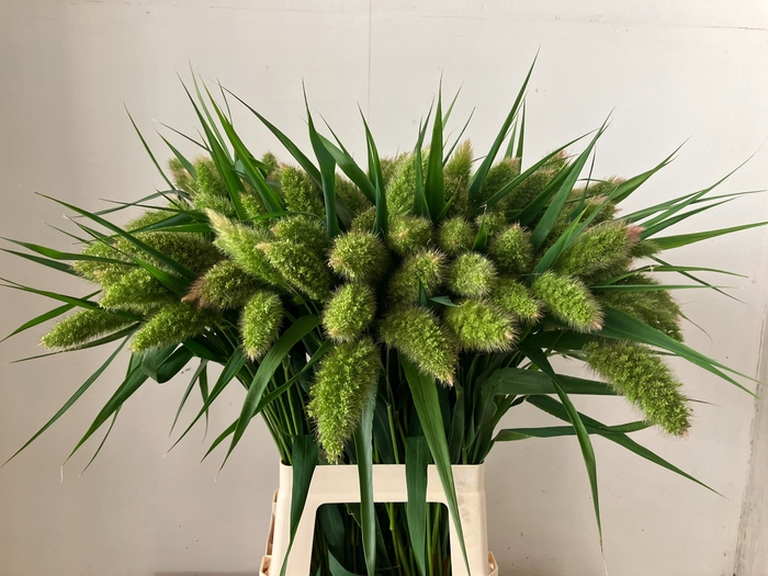 <h4>SETARIA ITALICA</h4>