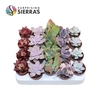 Sierra's® - Barcelona Succulent Mix (Collection)