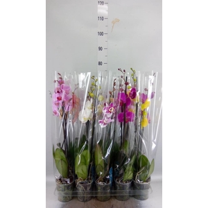 Phalaenopsis   ...mix  5