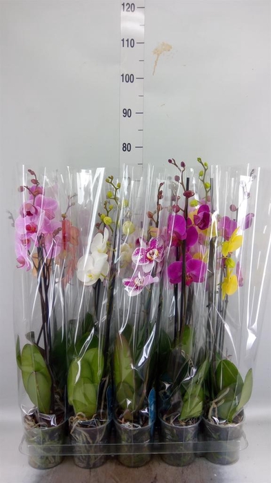 <h4>Phalaenopsis   ...mix  5</h4>