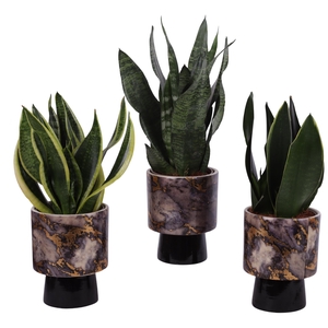 Sansevieria mix Ø12cm in Ø14cm Ceramic PL672