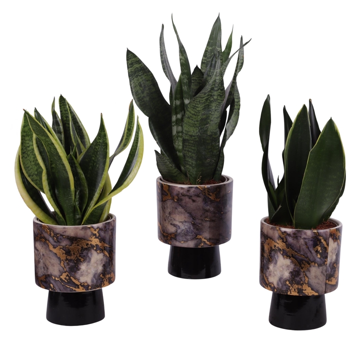<h4>Sansevieria mix Ø12cm in Ø14cm Ceramic PL672</h4>