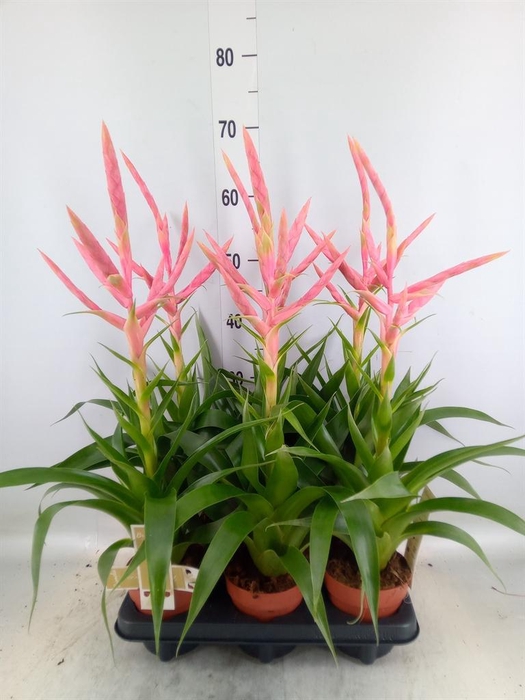 <h4>Tillandsia 'Dolce'</h4>