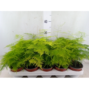 Asparagus dens. 'Sprengeri'
