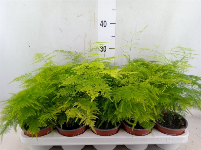<h4>Asparagus dens. 'Sprengeri'</h4>