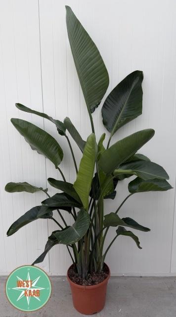 <h4>STRELITZIA NICOLAI</h4>