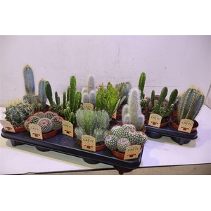 arr8 Cactus Gem