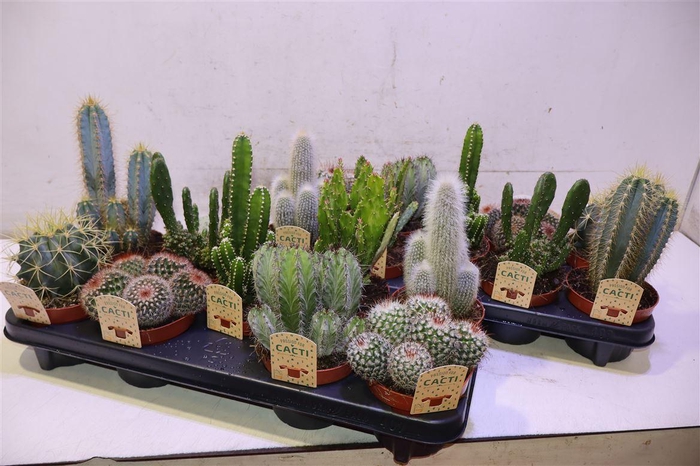 <h4>arr8 Cactus Gem</h4>