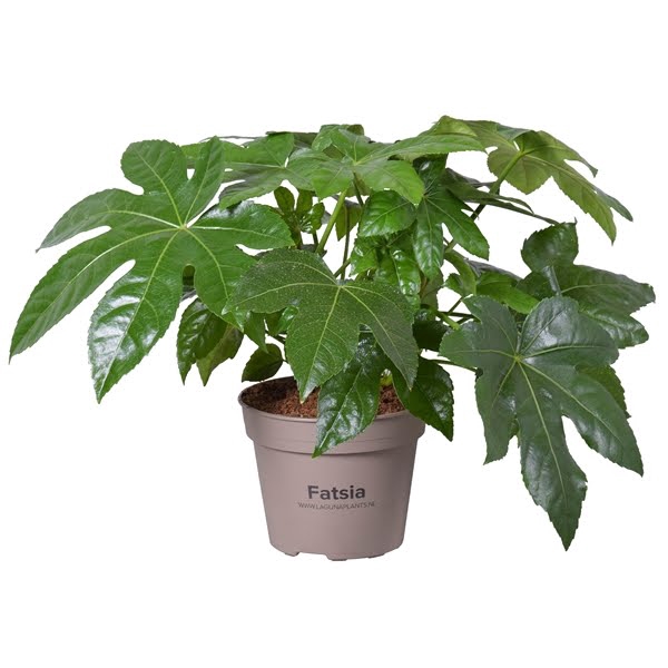 <h4>Fatsia Japonica</h4>