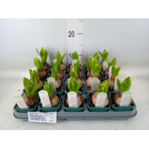 Hyacinthus orie. 'Pearl White'