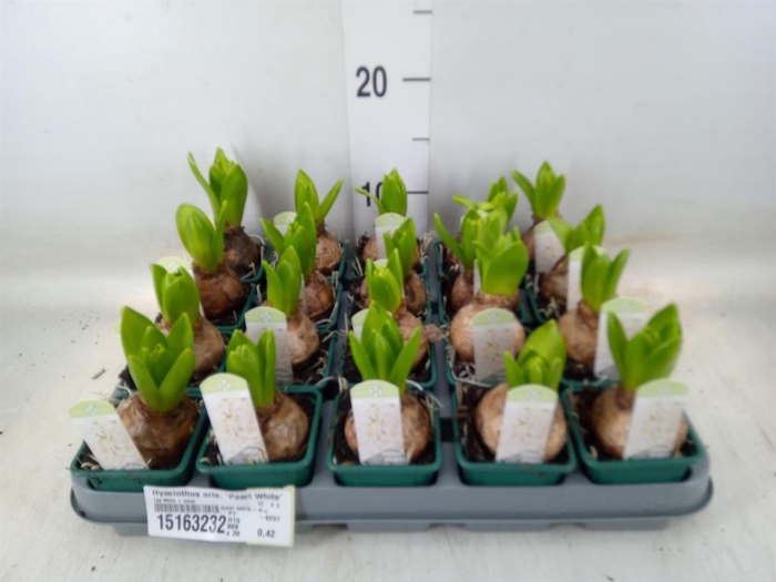 <h4>Hyacinthus orie. 'Pearl White'</h4>