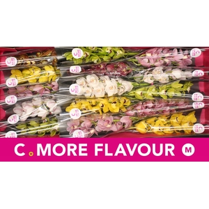 Mini cymbidium 'Mix' 50 cm