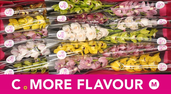 <h4>Mini cymbidium 'Mix' 50 cm</h4>