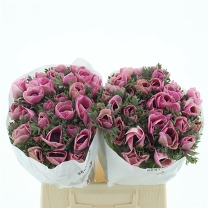 Anemone Powder Fuchsia