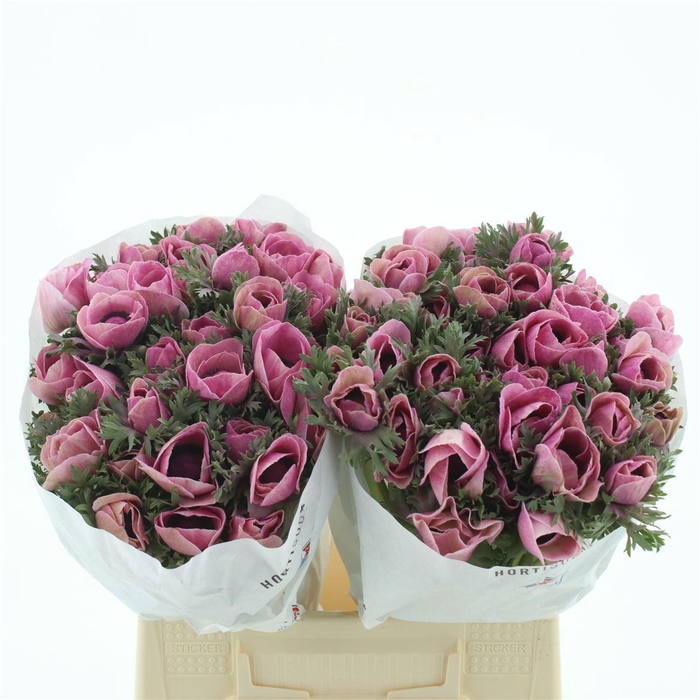 <h4>Anemone Powder Fuchsia</h4>