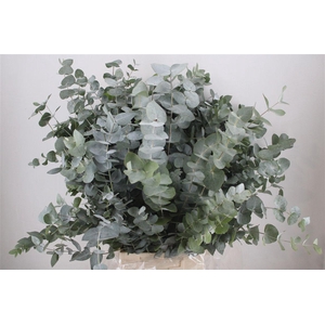Euca Cinerea 300gr P Bunch
