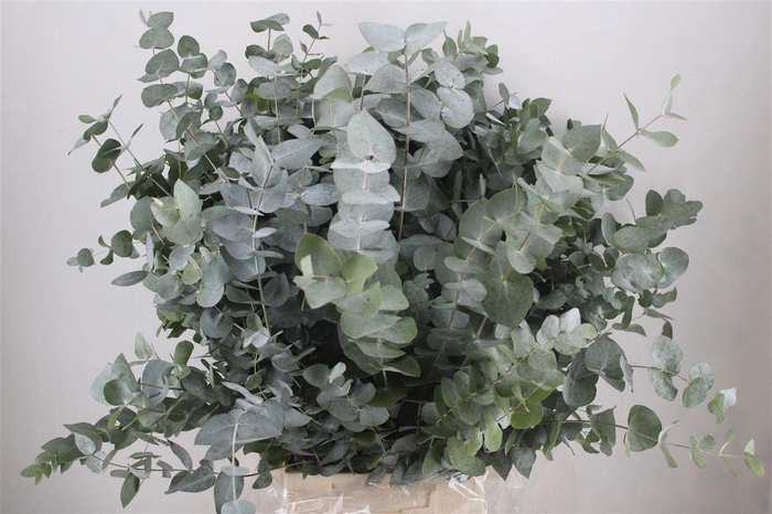 <h4>Euca Cinerea 300gr P Bunch</h4>