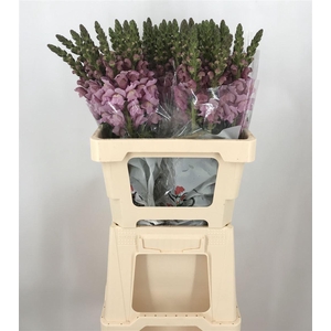 ANTIR POTOMAC LAVENDER