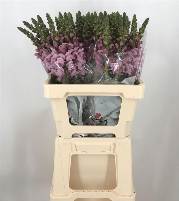 <h4>ANTIR LAVANDER</h4>