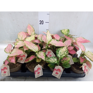 Aglaonema   ...