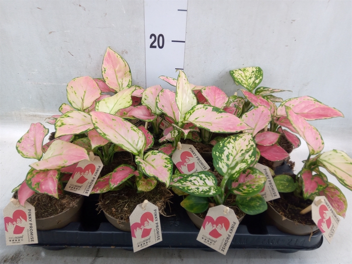 <h4>Aglaonema   ...</h4>