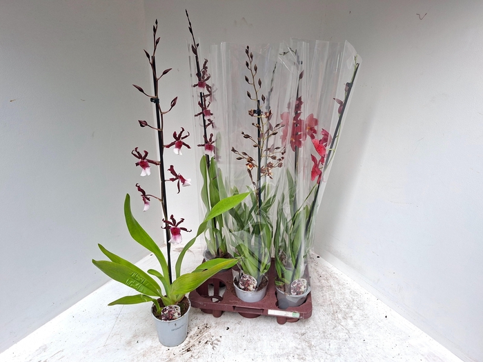 <h4>CAMBRIA GRP GEM</h4>